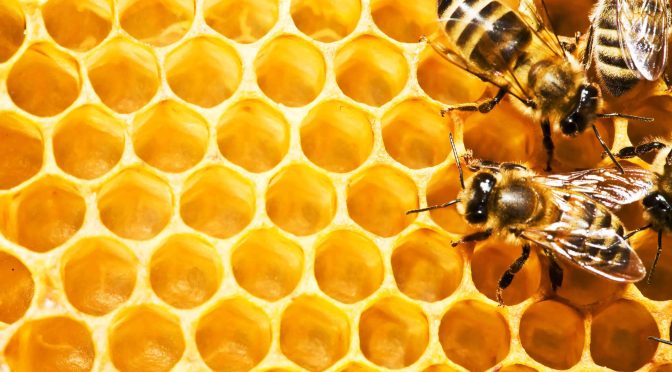Â¿Por quÃ© se estÃ¡n muriendo las abejas?